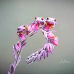 Three purple color frogs sitting on a flower
